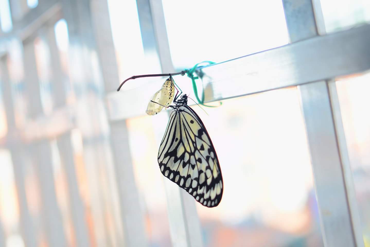 «ö¦¹¦b·sµøµ¡ÂsÄý¹Ï¤ù