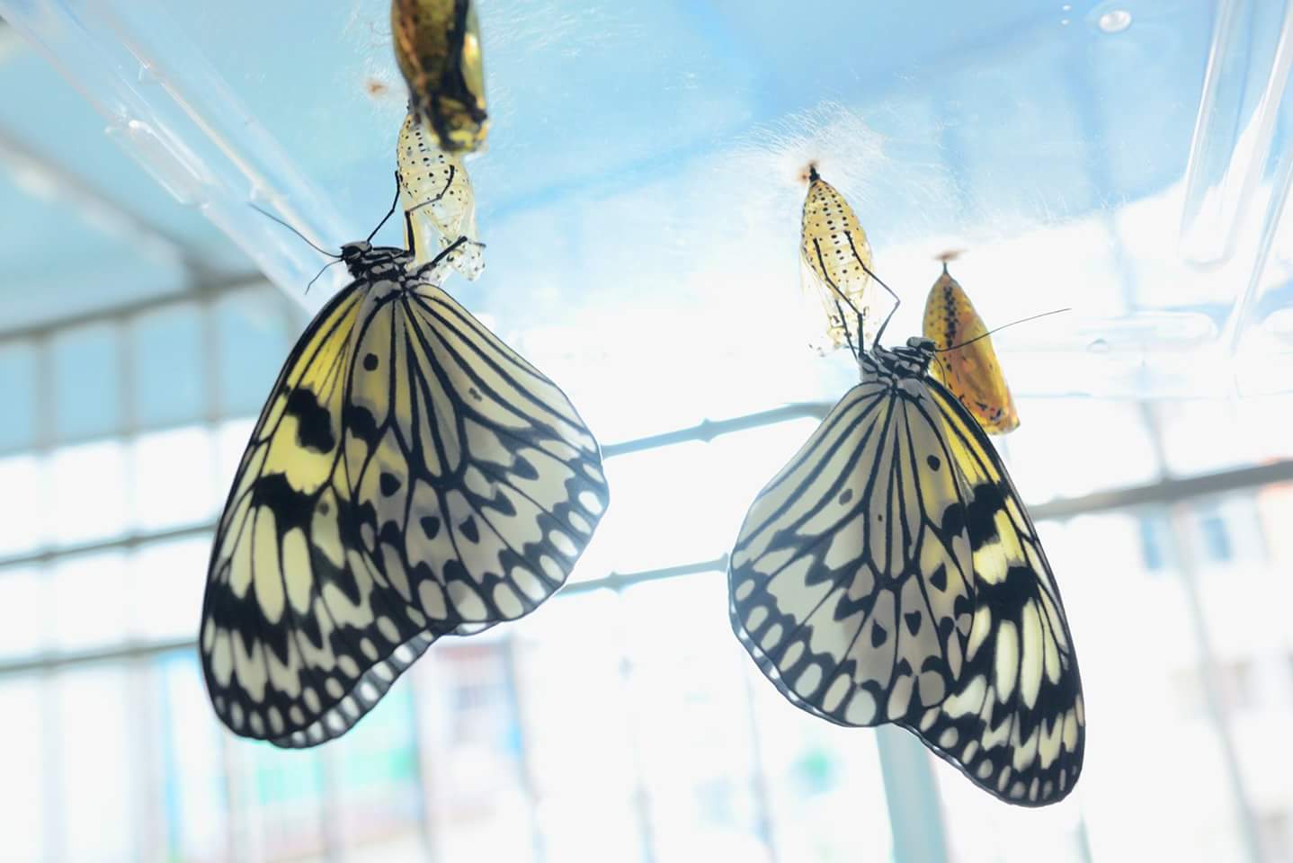 «ö¦¹¦b·sµøµ¡ÂsÄý¹Ï¤ù