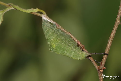 按此在新視窗瀏覽圖片