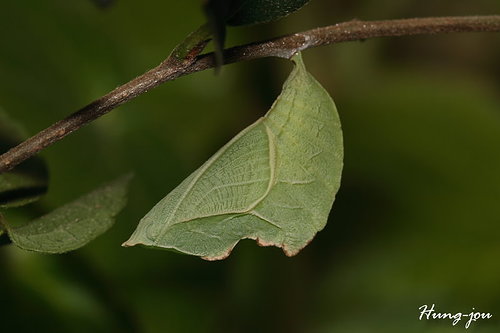 按此在新視窗瀏覽圖片