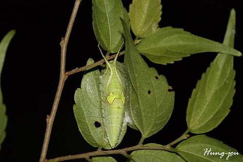 按此在新視窗瀏覽圖片