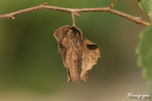 按此在新視窗瀏覽圖片
