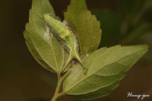 按此在新視窗瀏覽圖片