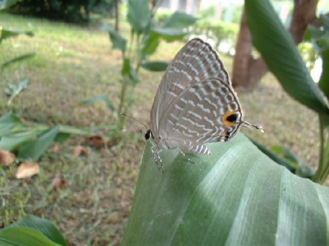 按此在新視窗瀏覽圖片