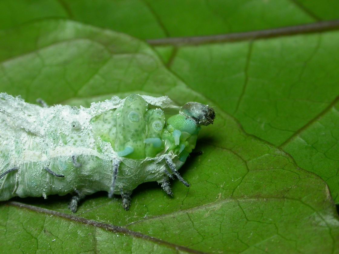 按此在新視窗瀏覽圖片