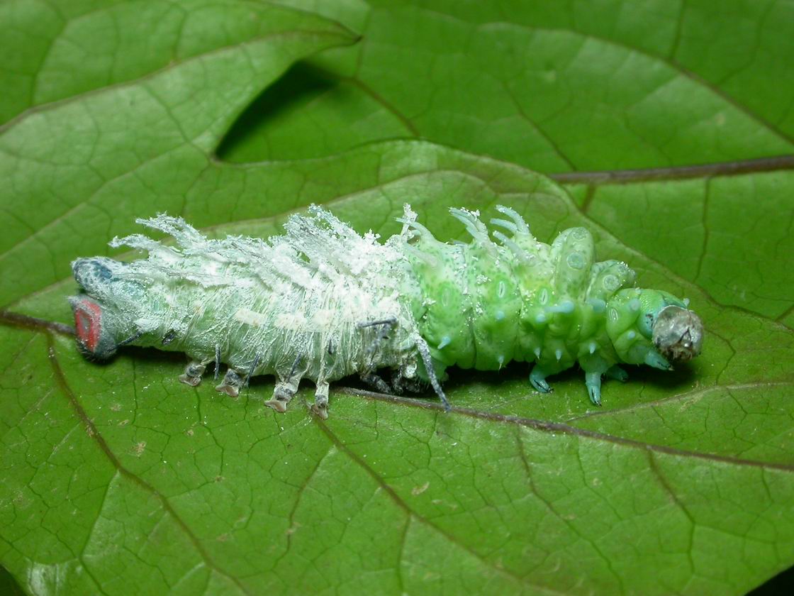 按此在新視窗瀏覽圖片