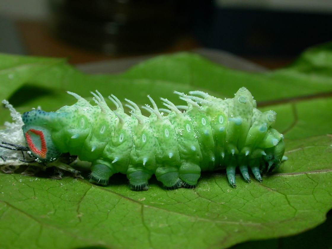 按此在新視窗瀏覽圖片