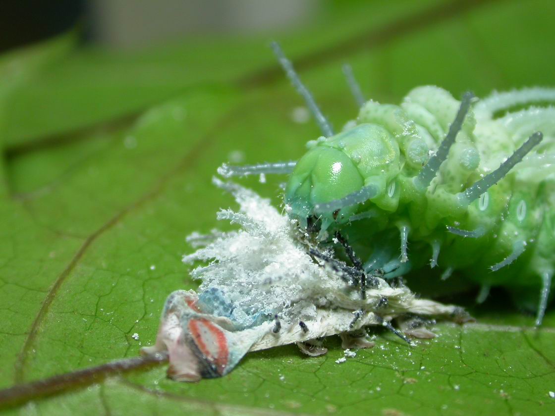 按此在新視窗瀏覽圖片