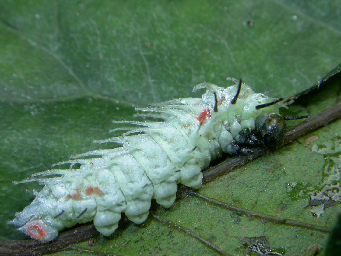 按此在新視窗瀏覽圖片