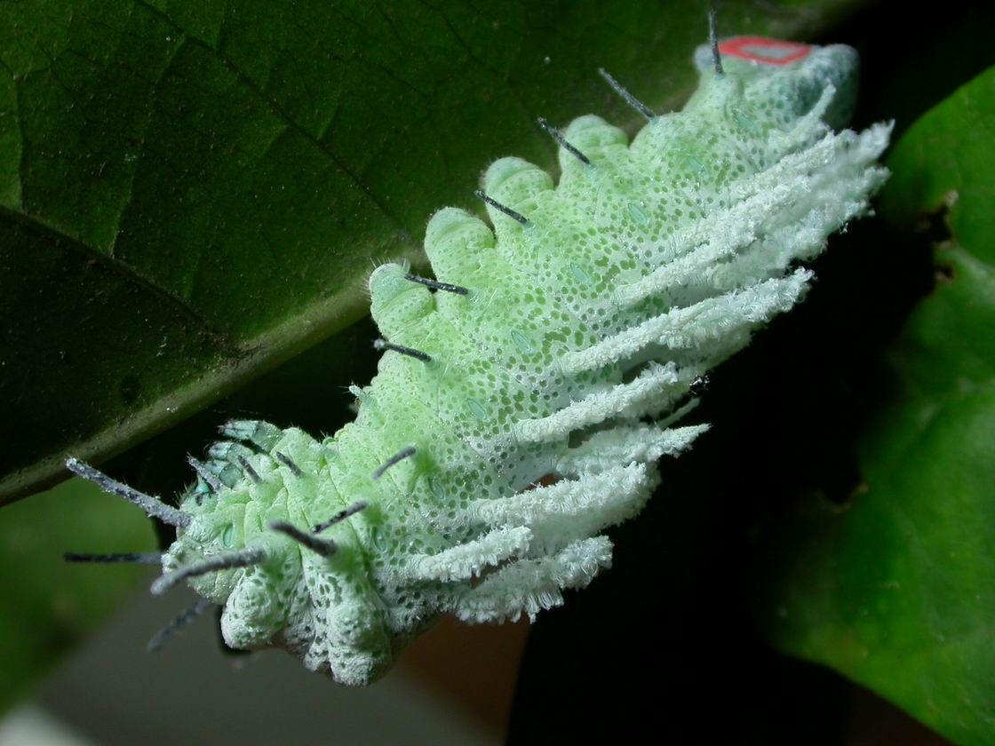 按此在新視窗瀏覽圖片