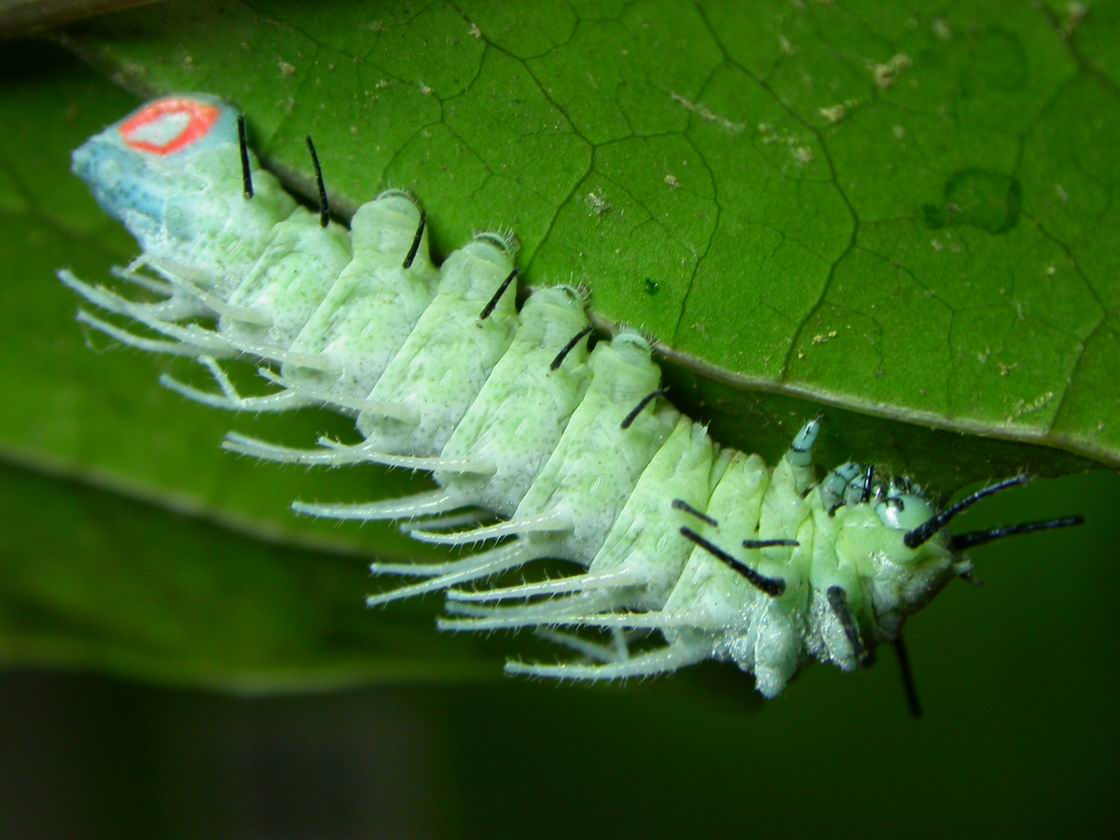 按此在新視窗瀏覽圖片