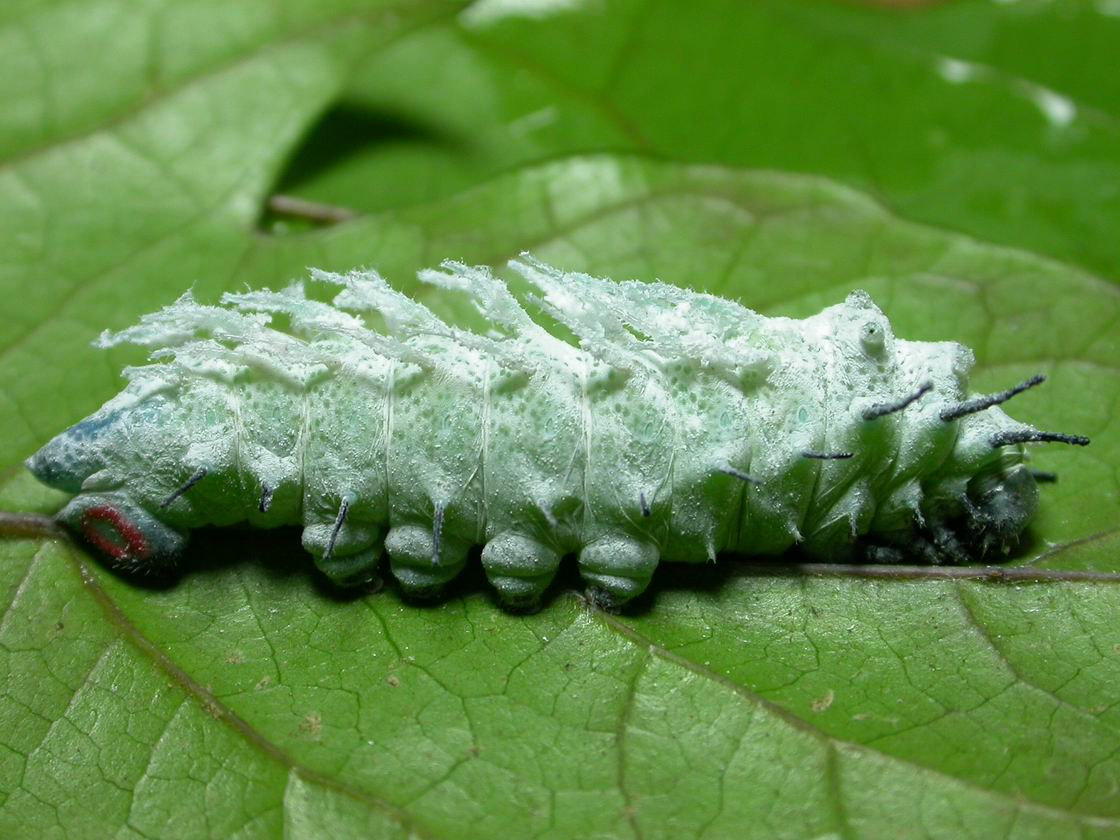 按此在新視窗瀏覽圖片