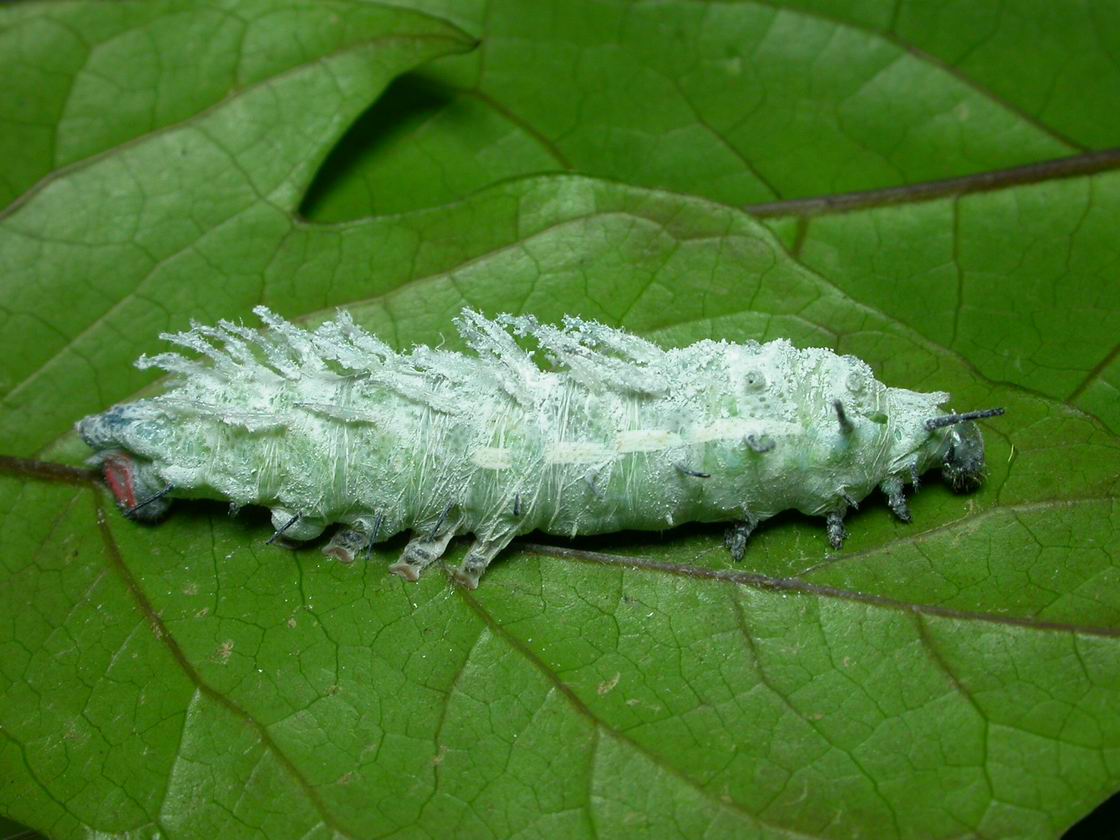 按此在新視窗瀏覽圖片