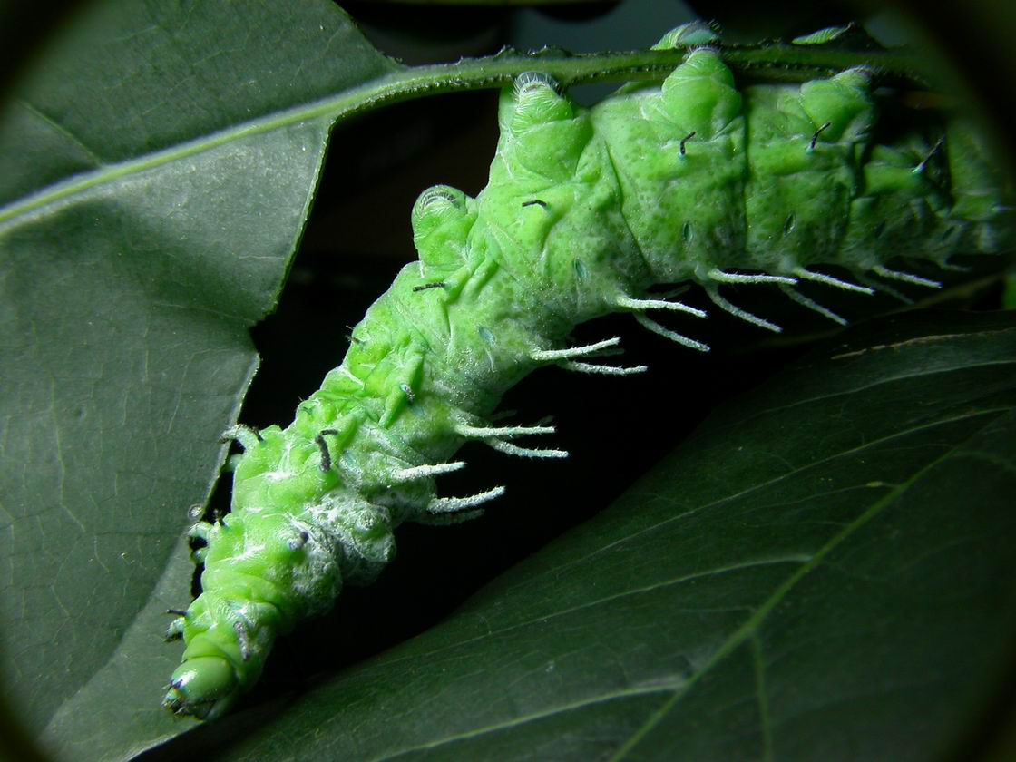 按此在新視窗瀏覽圖片