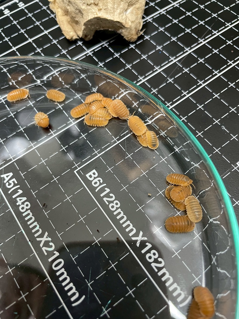 «ö¦¹¦b·sµøµ¡ÂsÄý¹Ï¤ù