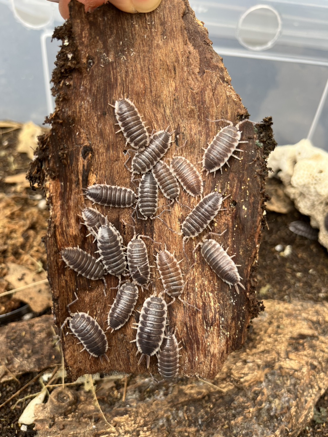 «ö¦¹¦b·sµøµ¡ÂsÄý¹Ï¤ù