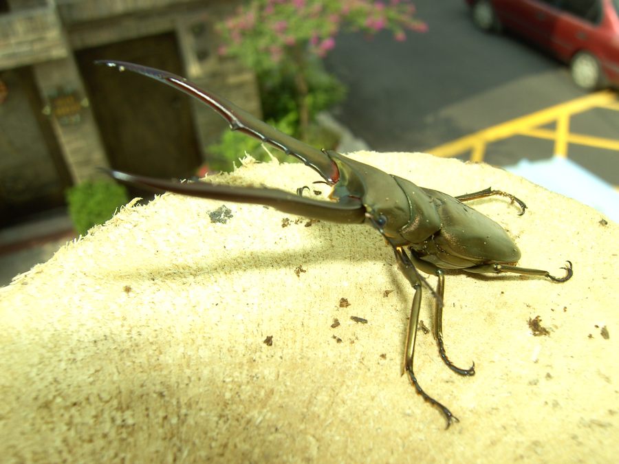 按此在新視窗瀏覽圖片