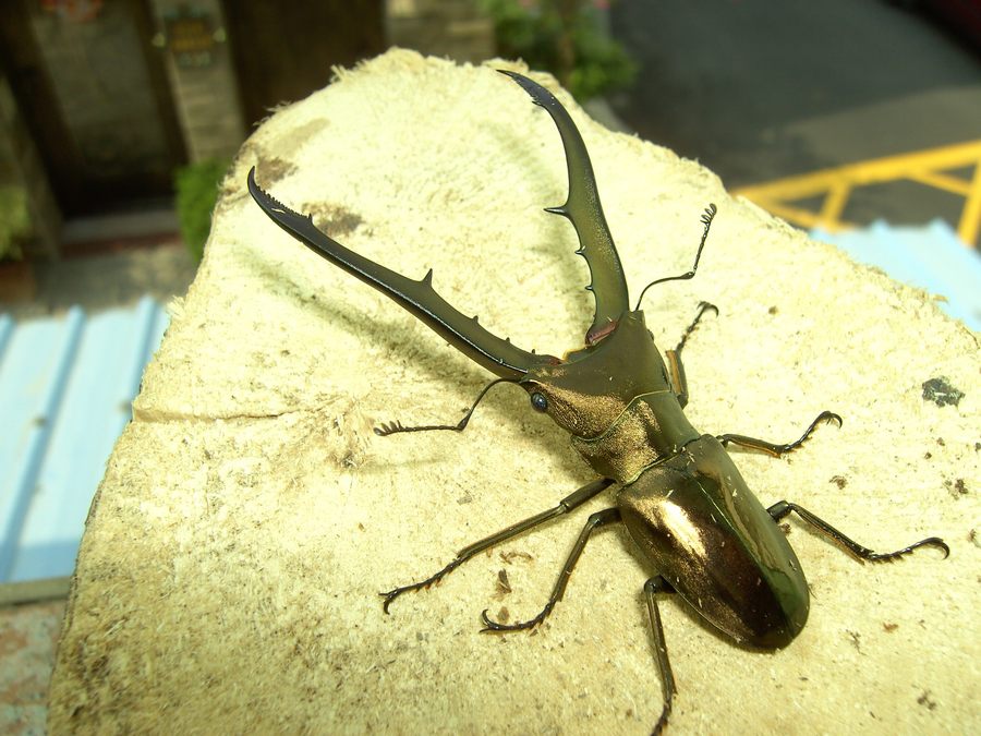 按此在新視窗瀏覽圖片