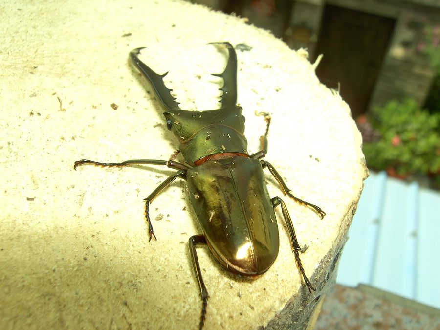 按此在新視窗瀏覽圖片