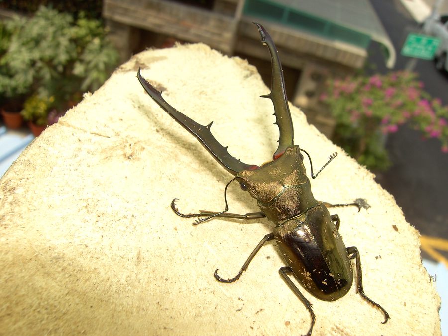 按此在新視窗瀏覽圖片