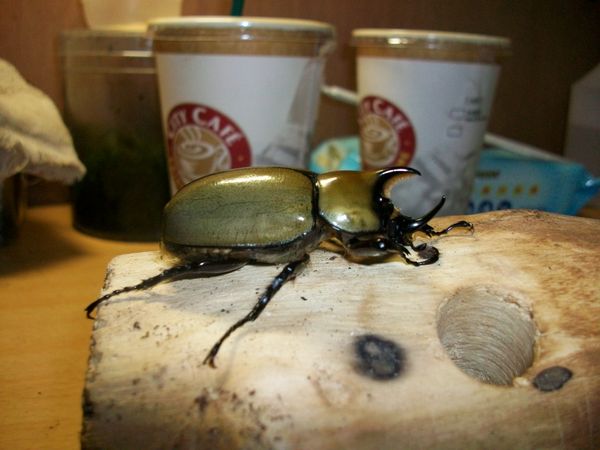 «ö¦¹¦b·sµøµ¡ÂsÄý¹Ï¤ù