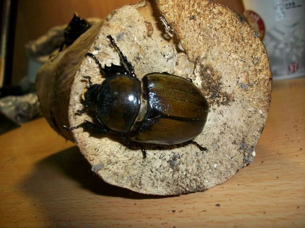 «ö¦¹¦b·sµøµ¡ÂsÄý¹Ï¤ù