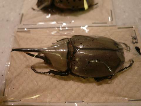 按此在新視窗瀏覽圖片