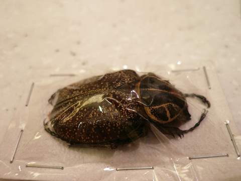 «ö¦¹¦b·sµøµ¡ÂsÄý¹Ï¤ù