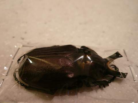 «ö¦¹¦b·sµøµ¡ÂsÄý¹Ï¤ù