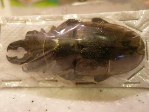 «ö¦¹¦b·sµøµ¡ÂsÄý¹Ï¤ù