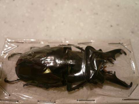 «ö¦¹¦b·sµøµ¡ÂsÄý¹Ï¤ù