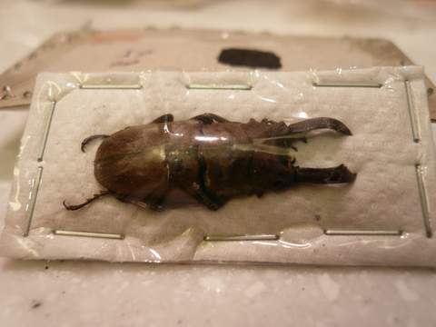 «ö¦¹¦b·sµøµ¡ÂsÄý¹Ï¤ù