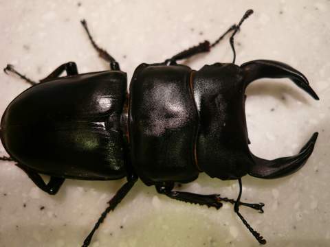 «ö¦¹¦b·sµøµ¡ÂsÄý¹Ï¤ù