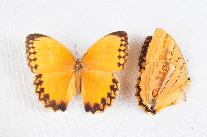 «ö¦¹¦b·sµøµ¡ÂsÄý¹Ï¤ù