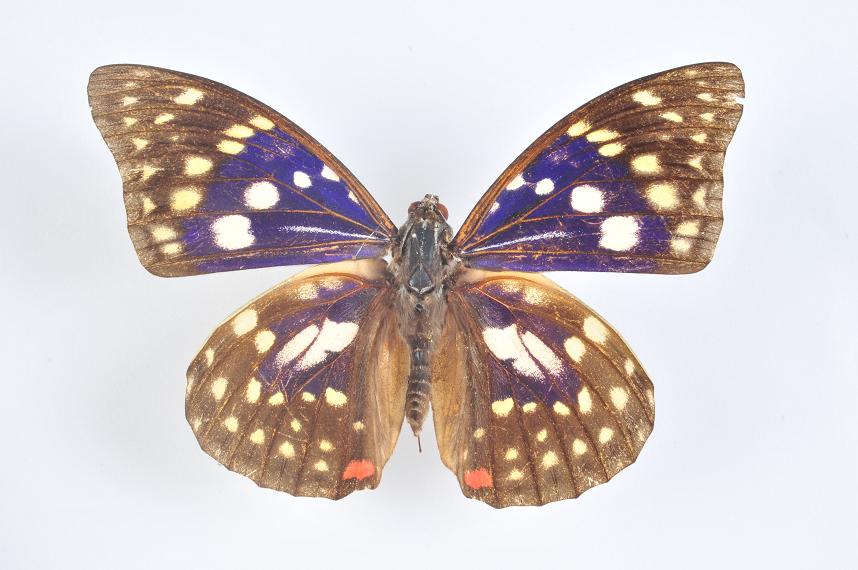 «ö¦¹¦b·sµøµ¡ÂsÄý¹Ï¤ù