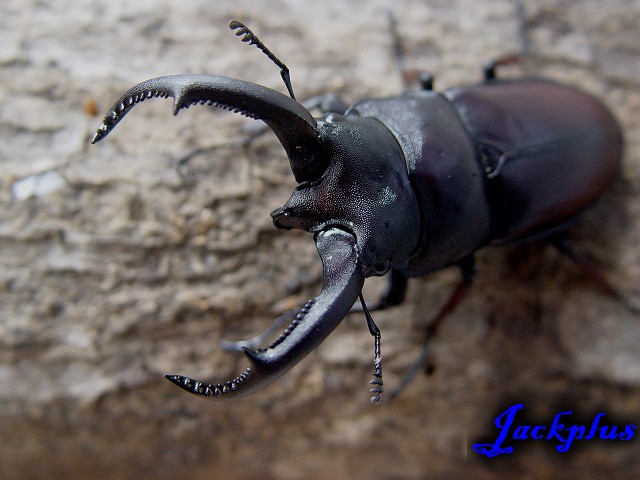 «ö¦¹¦b·sµøµ¡ÂsÄý¹Ï¤ù