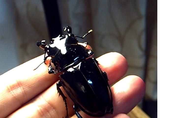 按此在新視窗瀏覽圖片