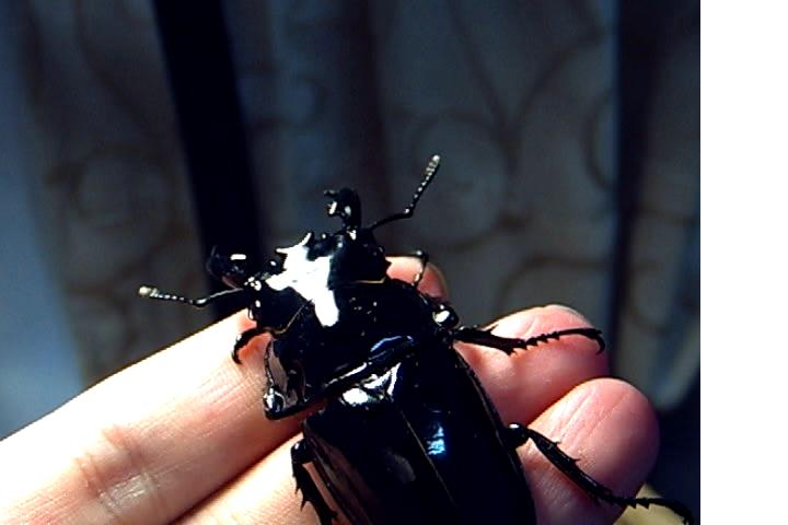 按此在新視窗瀏覽圖片