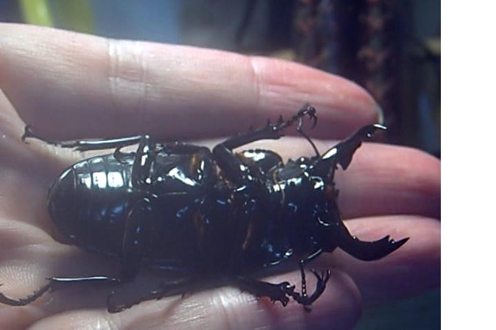 按此在新視窗瀏覽圖片