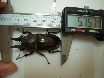 «ö¦¹¦b·sµøµ¡ÂsÄý¹Ï¤ù