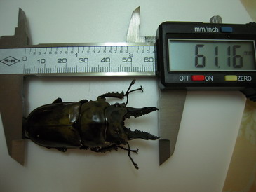 «ö¦¹¦b·sµøµ¡ÂsÄý¹Ï¤ù