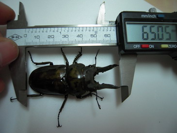 «ö¦¹¦b·sµøµ¡ÂsÄý¹Ï¤ù