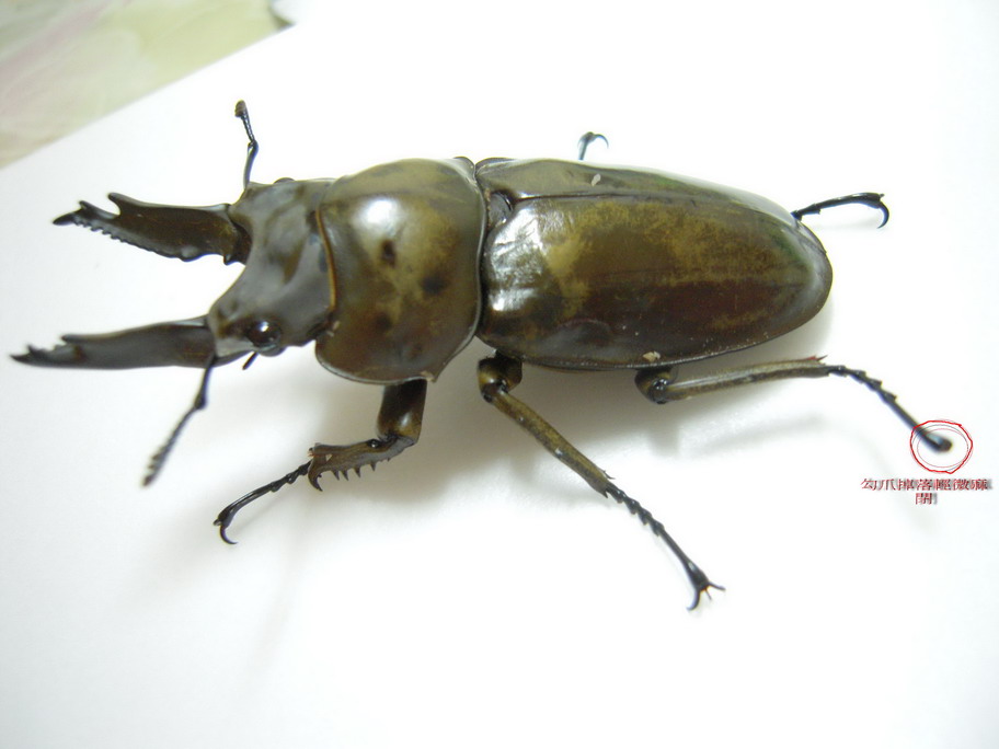 «ö¦¹¦b·sµøµ¡ÂsÄý¹Ï¤ù