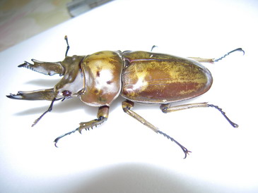 «ö¦¹¦b·sµøµ¡ÂsÄý¹Ï¤ù