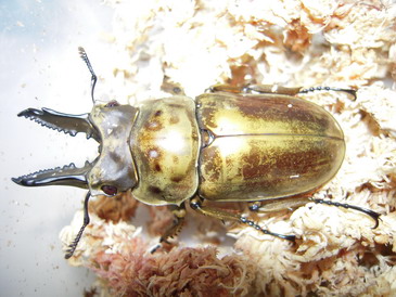 «ö¦¹¦b·sµøµ¡ÂsÄý¹Ï¤ù