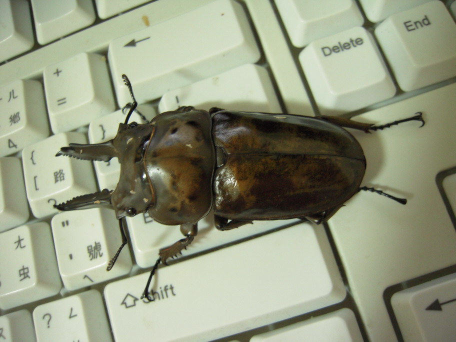 «ö¦¹¦b·sµøµ¡ÂsÄý¹Ï¤ù