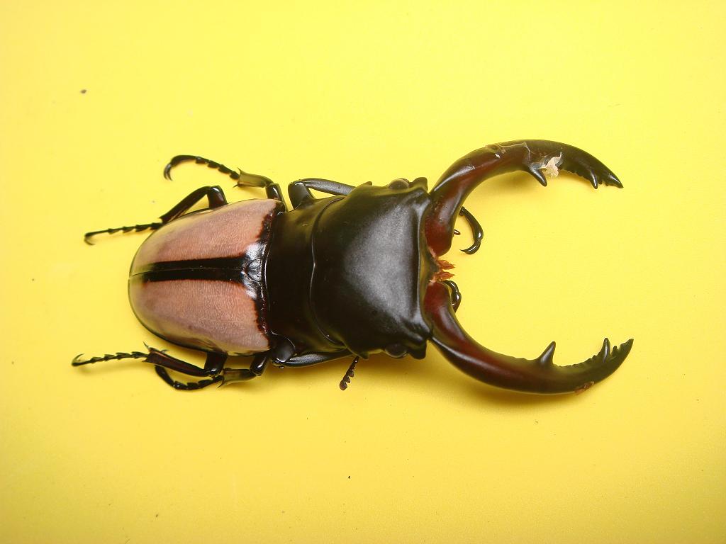 «ö¦¹¦b·sµøµ¡ÂsÄý¹Ï¤ù