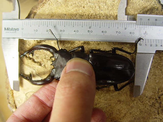 «ö¦¹¦b·sµøµ¡ÂsÄý¹Ï¤ù