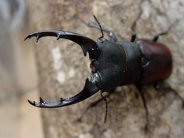 «ö¦¹¦b·sµøµ¡ÂsÄý¹Ï¤ù