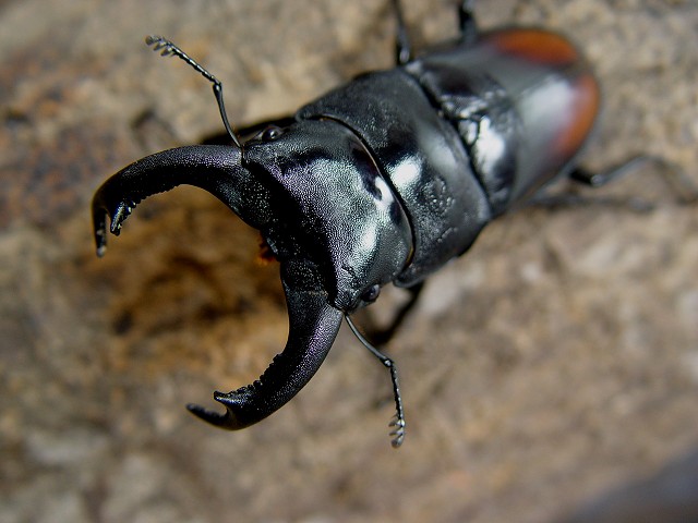 «ö¦¹¦b·sµøµ¡ÂsÄý¹Ï¤ù